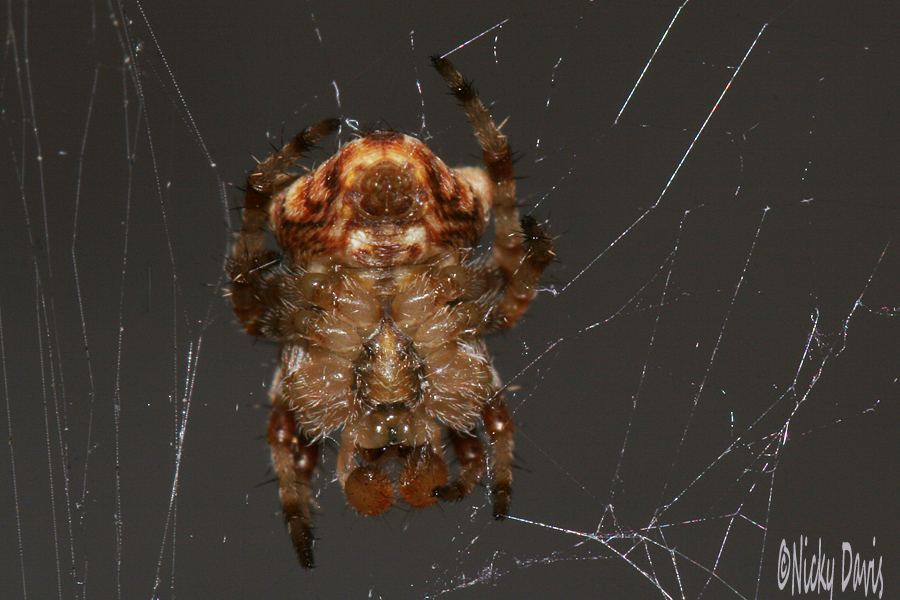 Wild Utah Photos, Descriptions And Locations - Spiders - Orb Weaver ...